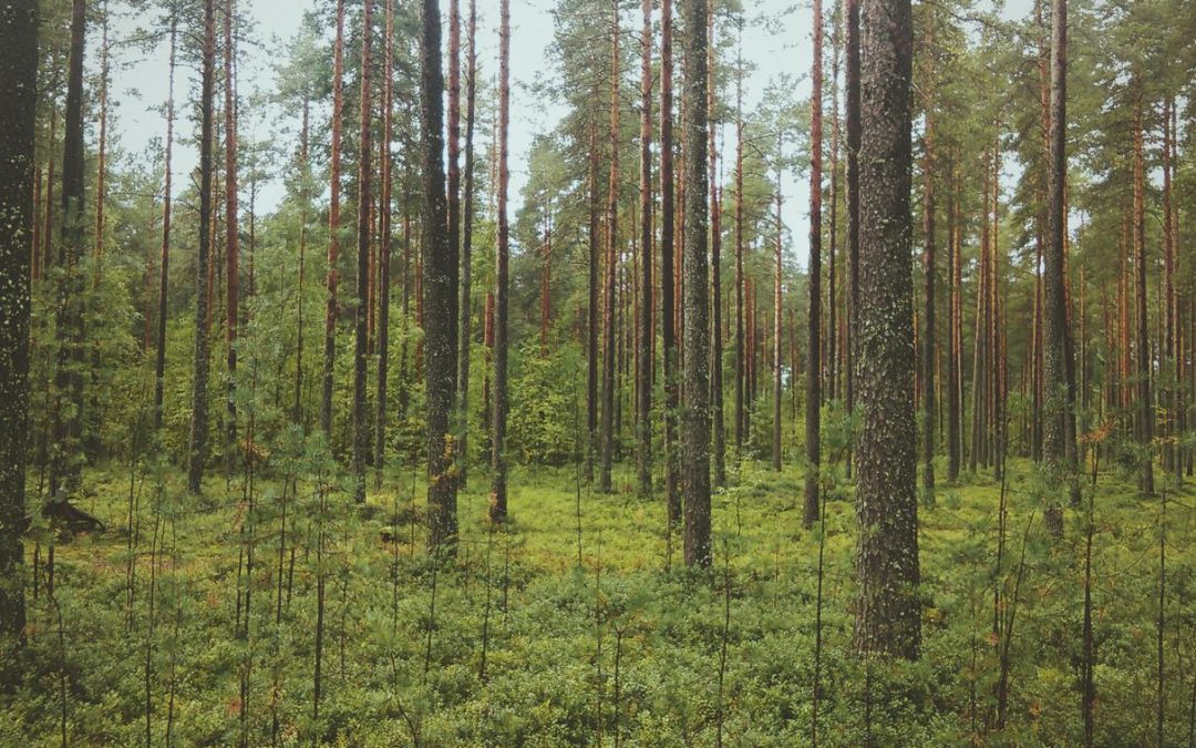 Beatae porro aperiam dolorem